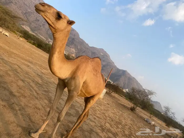 بكره للبيع جنبه تقريبا 10 شهور 0