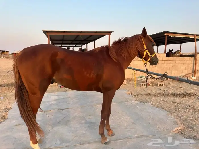 حصان شعبي للبيع 2