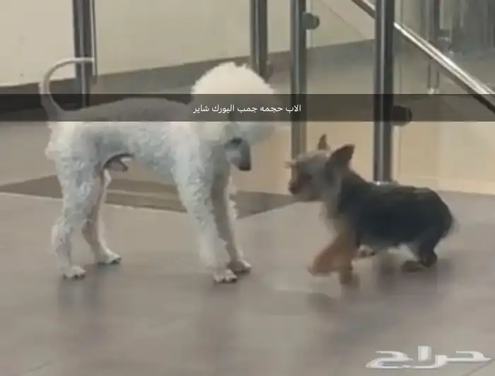 للبيع جراء بودل مستويات 0