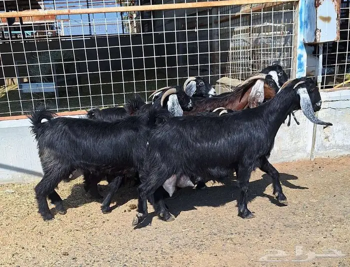 معزا منايح حلييب شرط العدد 6 للقناي 13