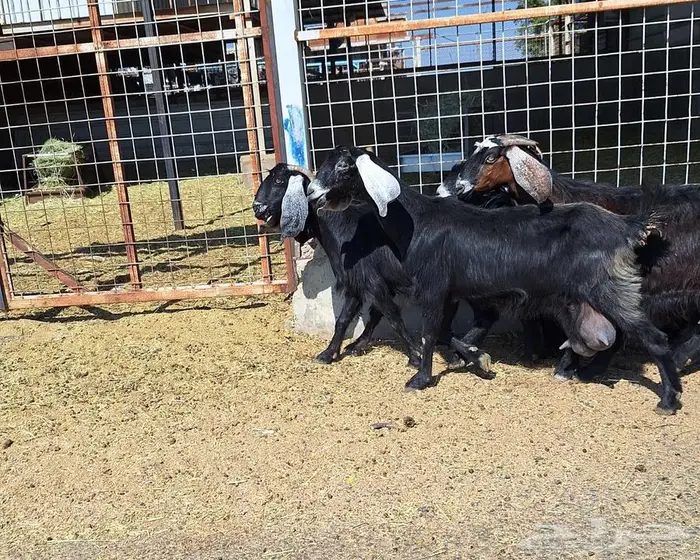 معزا منايح حلييب شرط العدد 6 للقناي 20