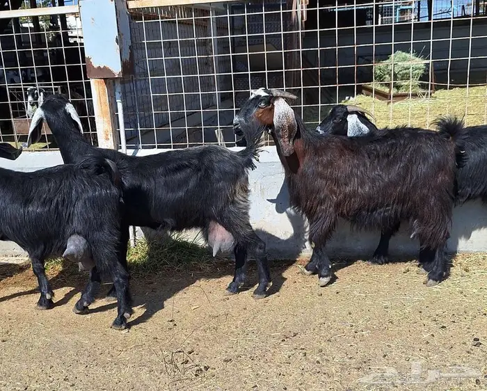 معزا منايح حلييب شرط العدد 6 للقناي 1