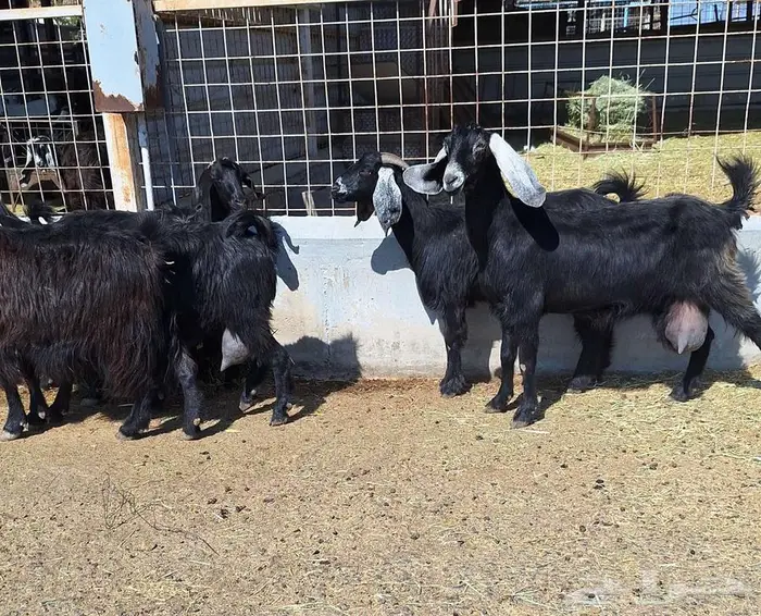 معزا منايح حلييب شرط العدد 6 للقناي 8