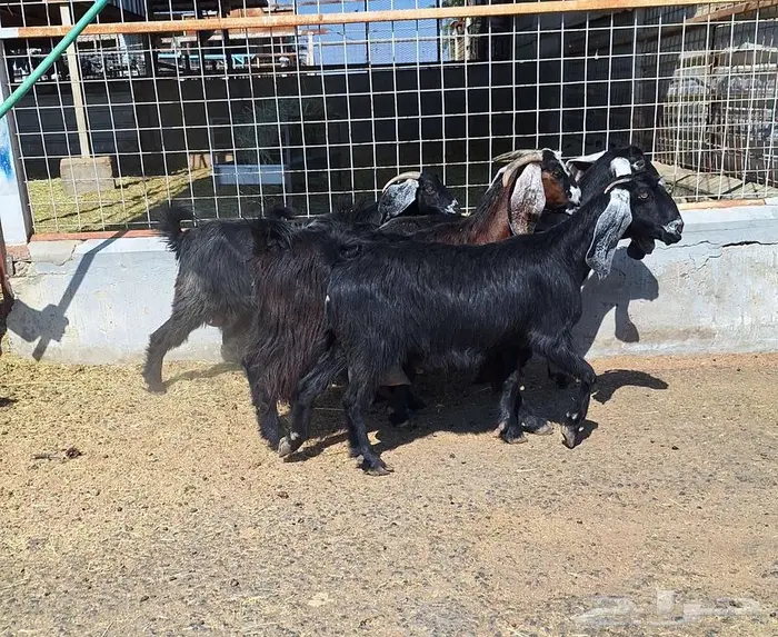 معزا منايح حلييب شرط العدد 6 للقناي 17