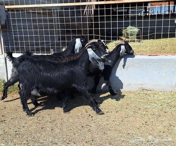 معزا منايح حلييب شرط العدد 6 للقناي 15