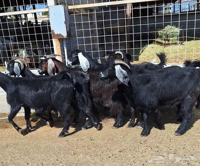 معزا منايح حلييب شرط العدد 6 للقناي 0