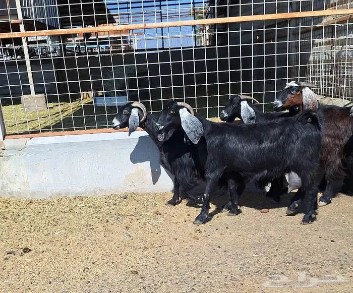 معزا منايح حلييب شرط العدد 6 للقناي 19