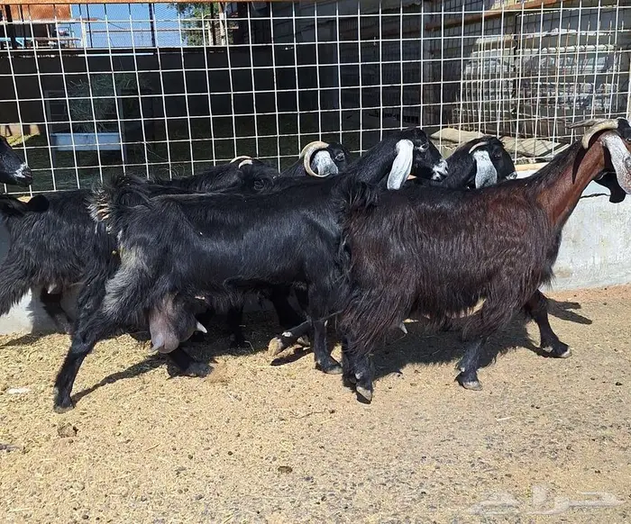 معزا منايح حلييب شرط العدد 6 للقناي 7