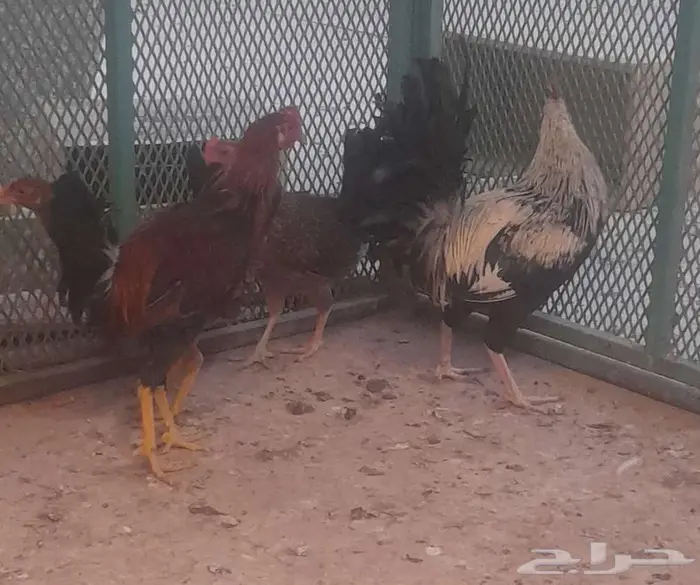 دجاج ترثه وحمام 0