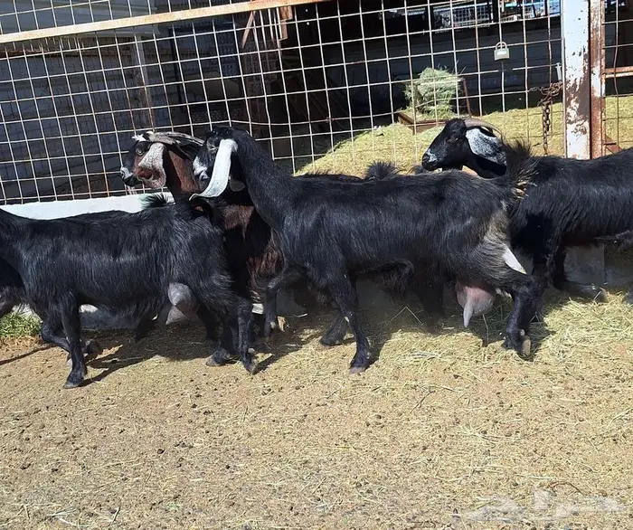 معزا منايح حلييب شرط العدد 6 للقناي 14