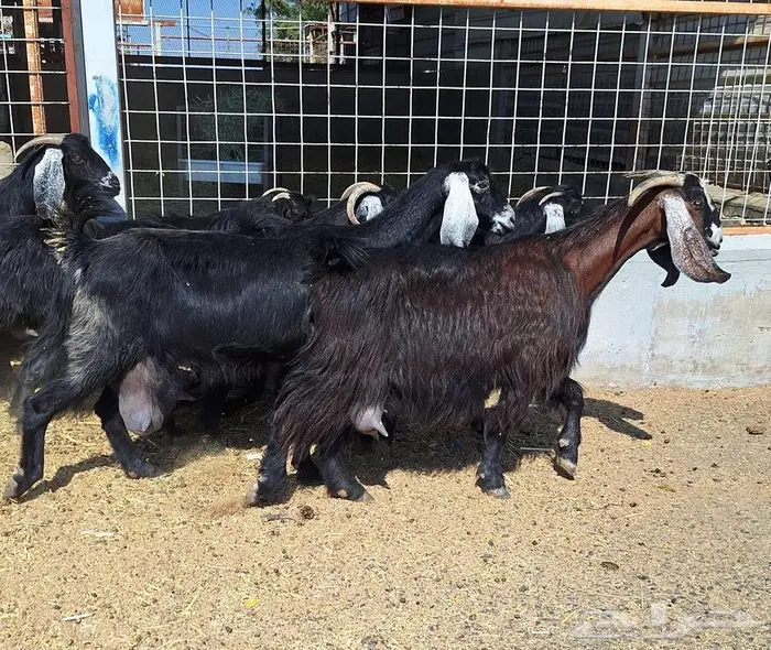 معزا منايح حلييب شرط العدد 6 للقناي 2