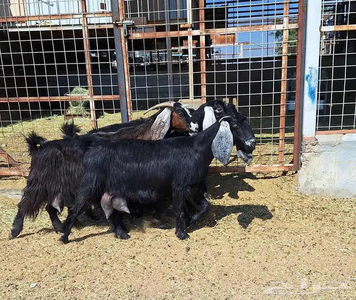 معزا منايح حلييب شرط العدد 6 للقناي 16