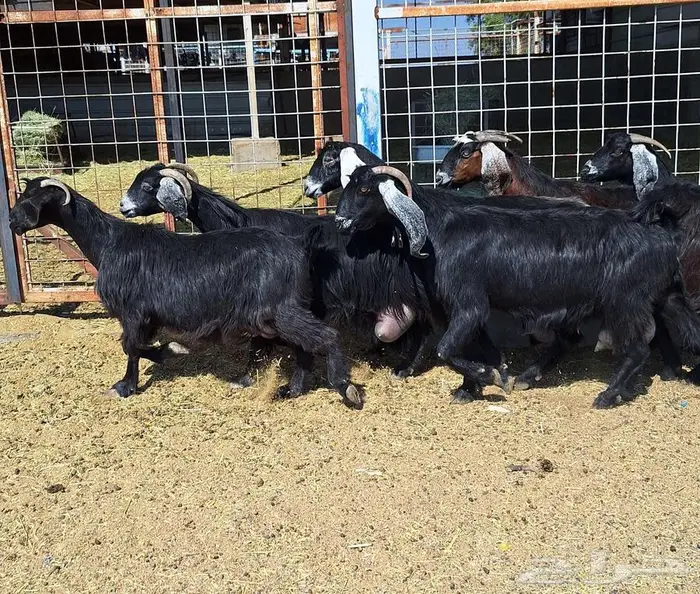 معزا منايح حلييب شرط العدد 6 للقناي 18