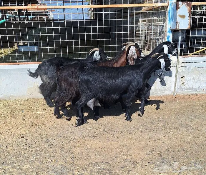 معزا منايح حلييب شرط العدد 6 للقناي 5