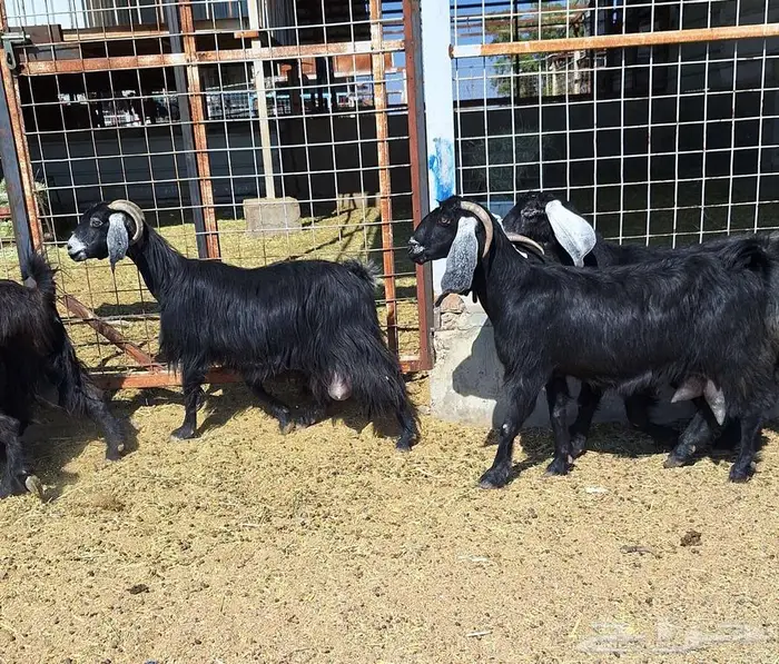 معزا منايح حلييب شرط العدد 6 للقناي 9