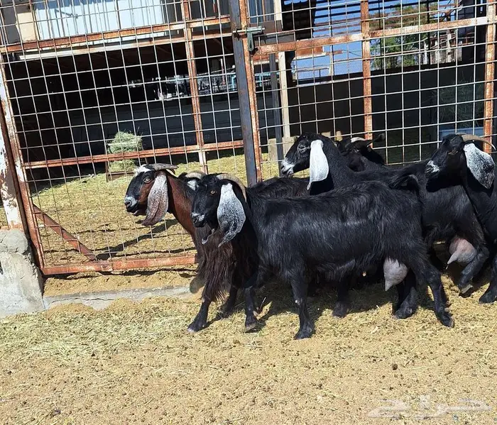 معزا منايح حلييب شرط العدد 6 للقناي 12