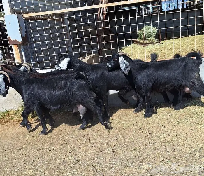 معزا منايح حلييب شرط العدد 6 للقناي 4