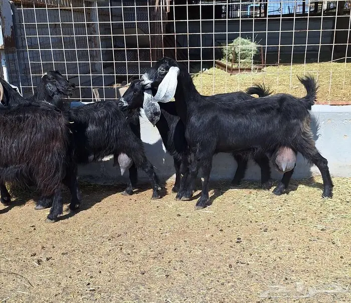 معزا منايح حلييب شرط العدد 6 للقناي 6