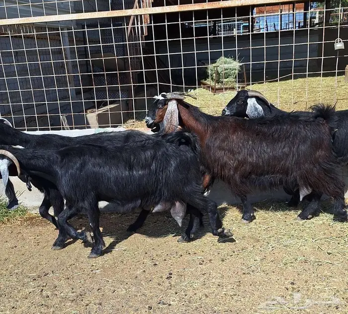 معزا منايح حلييب شرط العدد 6 للقناي 11