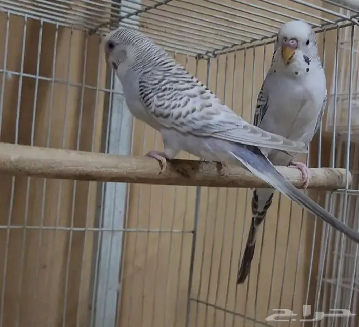 بادجي بال فالو بفروخه 1