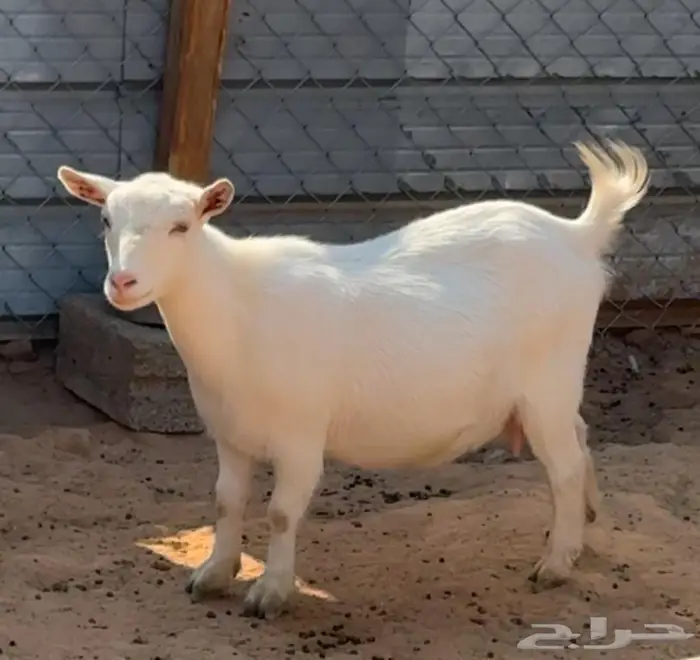 3 جفرات ماعز قزم اناثي حلوات 0