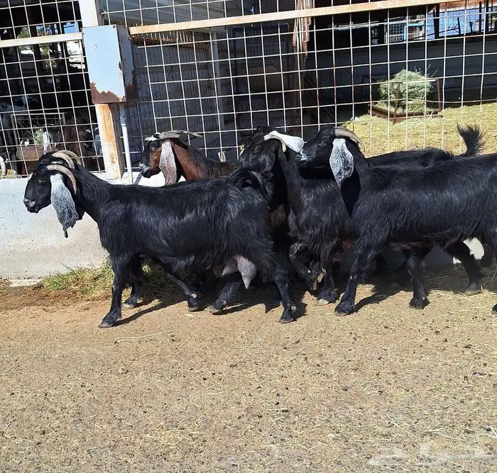 معزا منايح حلييب شرط العدد 6 للقناي 22