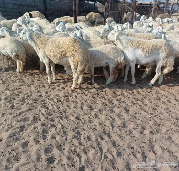 95 رخال صنف حريه مع 5 فحول في أملج -الحد موجود 5