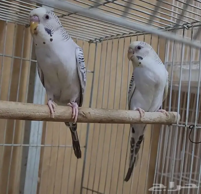 بادجي بال فالو بفروخه 0