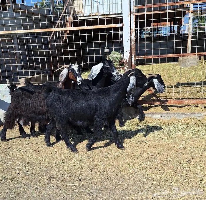 معزا منايح حلييب شرط العدد 6 للقناي 21