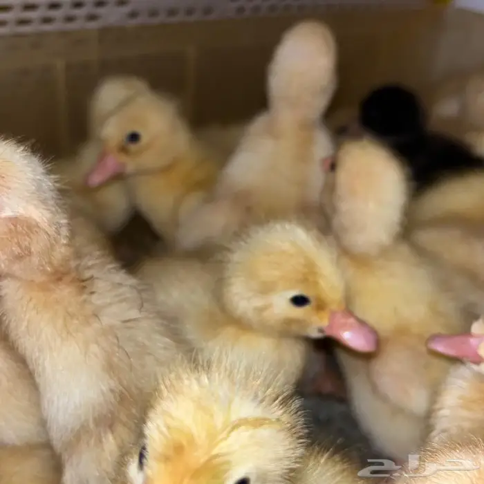 فروخ بط بكيني 7 ريال 1