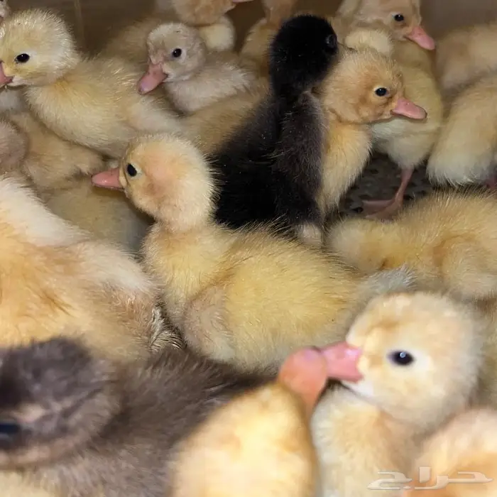 فروخ بط بكيني 7 ريال 0