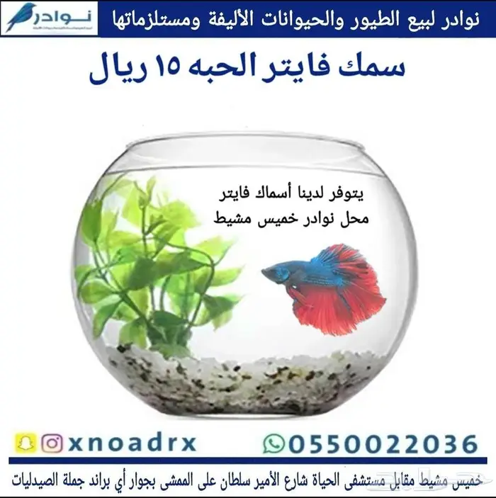 سمك 15 ريال نوادر خميس مشيط 1