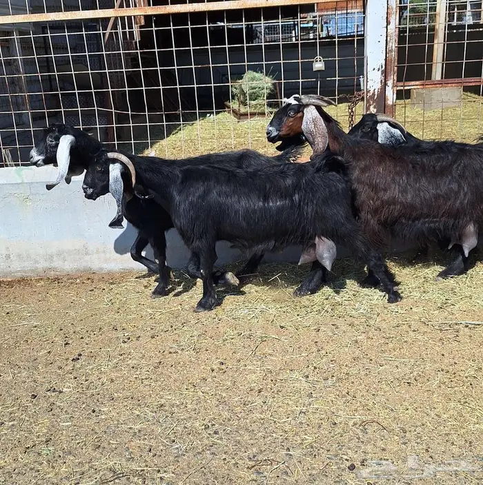 معزا منايح حلييب شرط العدد 6 للقناي 3