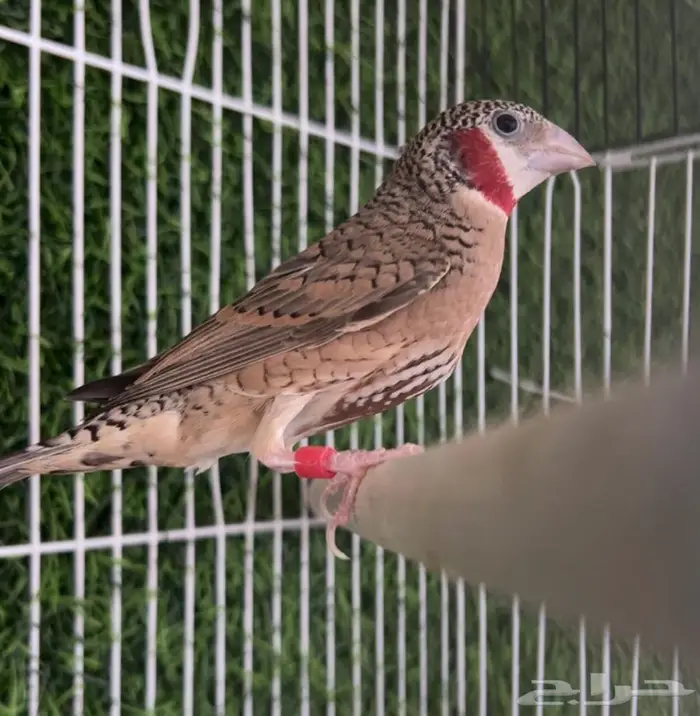 طائر الزيبرا المذبوح 0