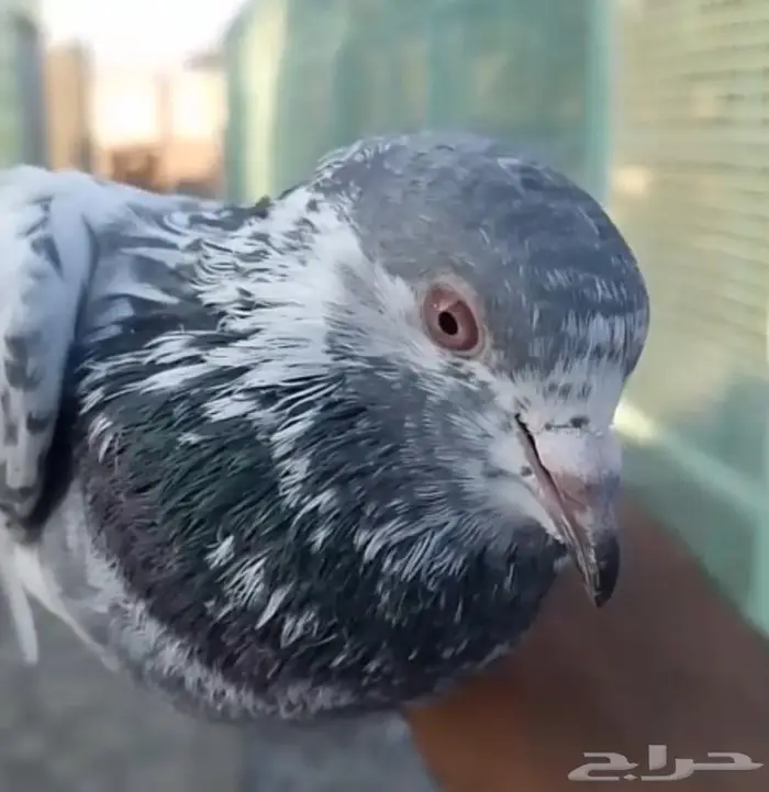 حمام باكستاني 1