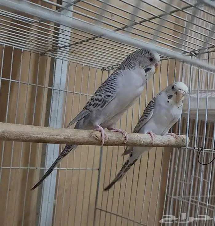 بادجي بال فالو بفروخه 2