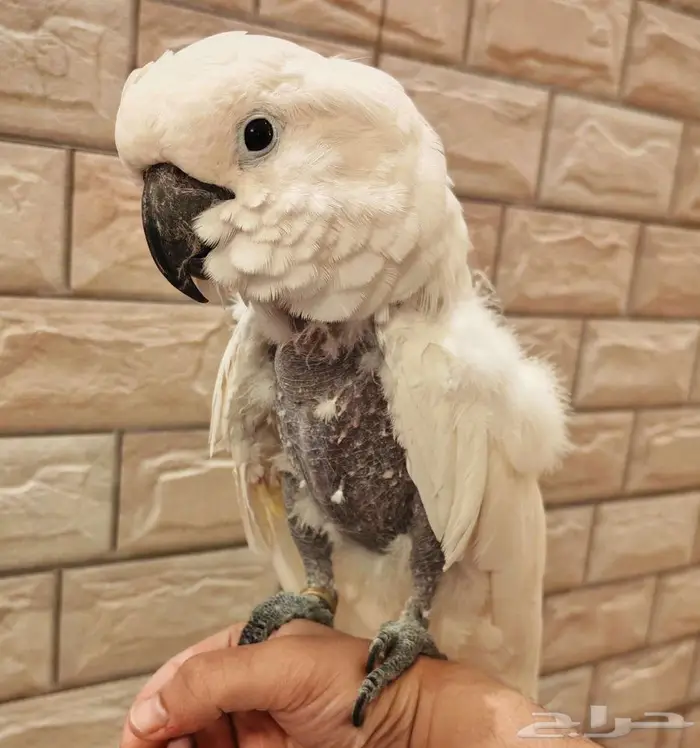 البيت كوكاتو امبريلا 1