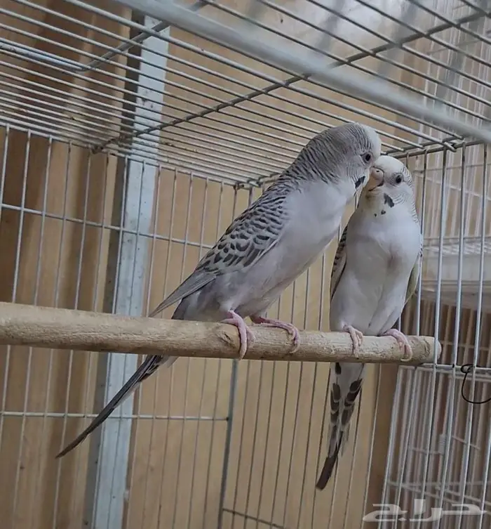 بادجي بال فالو بفروخه 3