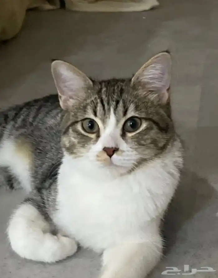 قطط للتبني في الدمام   الظهران  الخبر 0