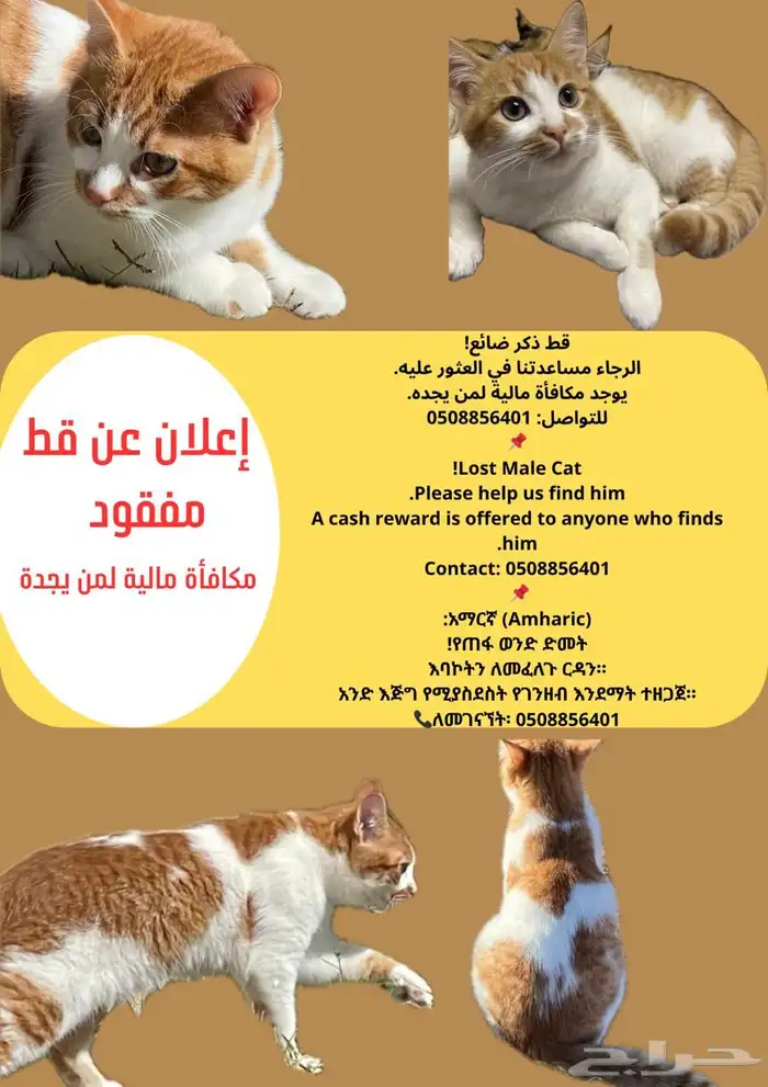 قط ضائع في منطقة الشفا يوجد مكافأة مالية لمن يجدة 0