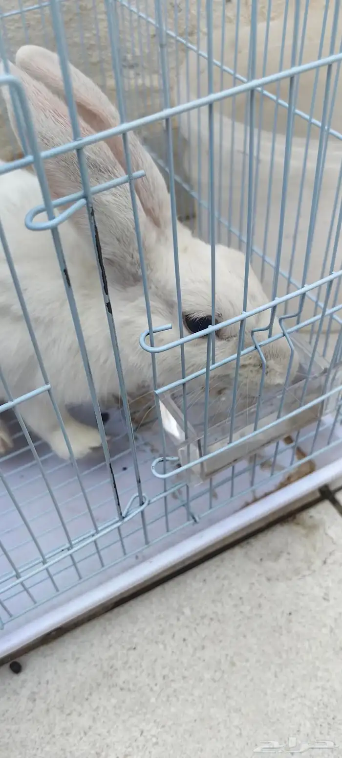 ارنب للبيع 0