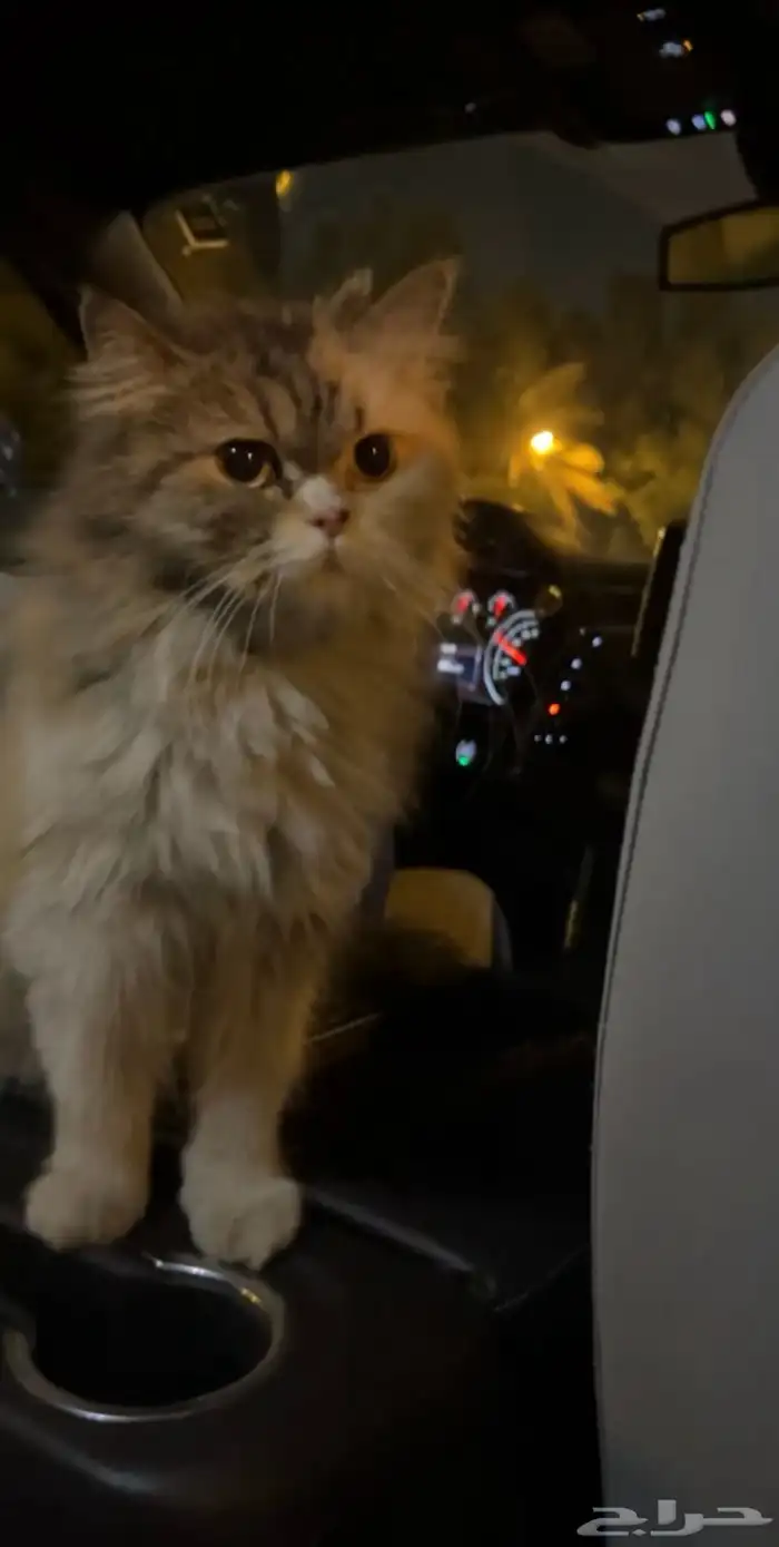 قطه بسه قط 0