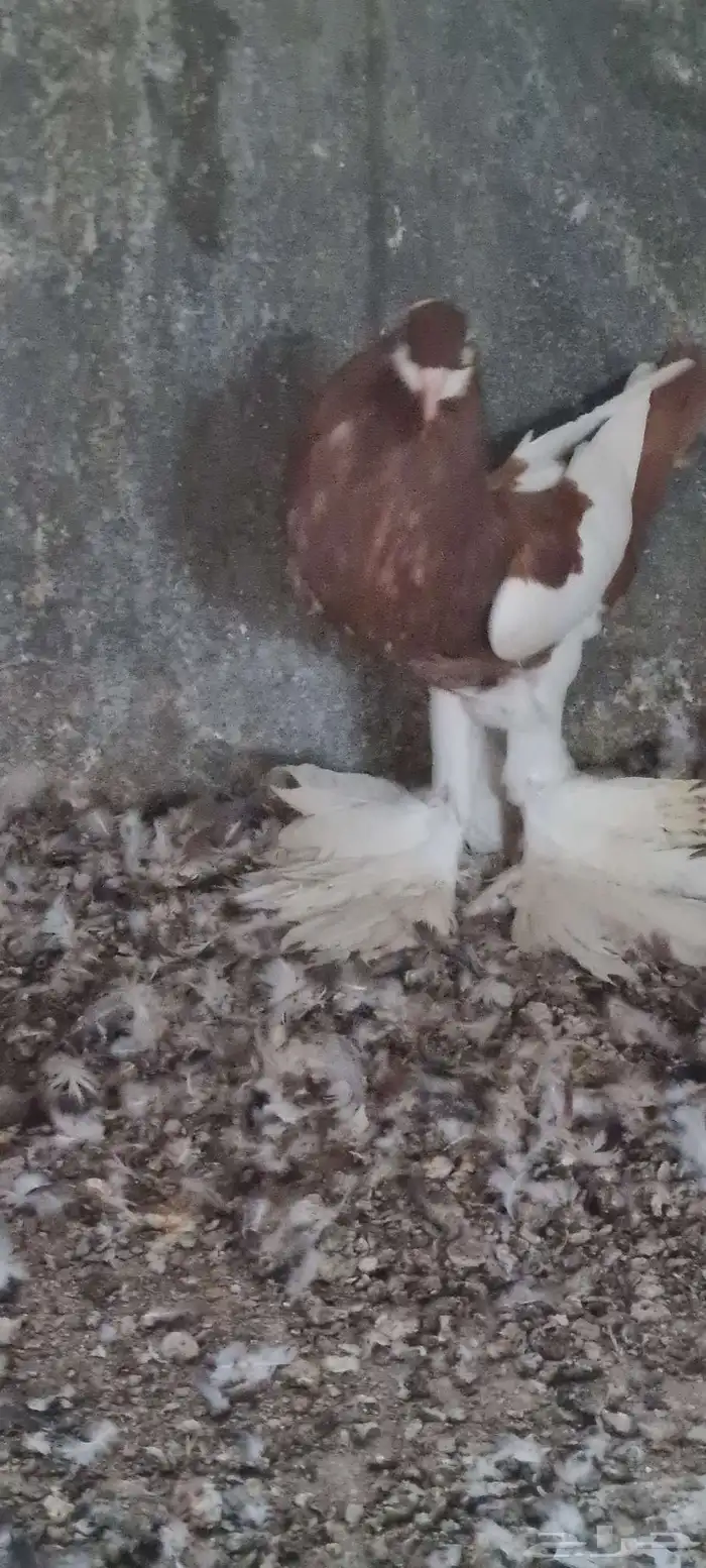 ذكر نفاخ مسوبع 5