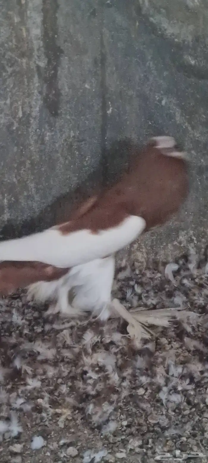 ذكر نفاخ مسوبع 2