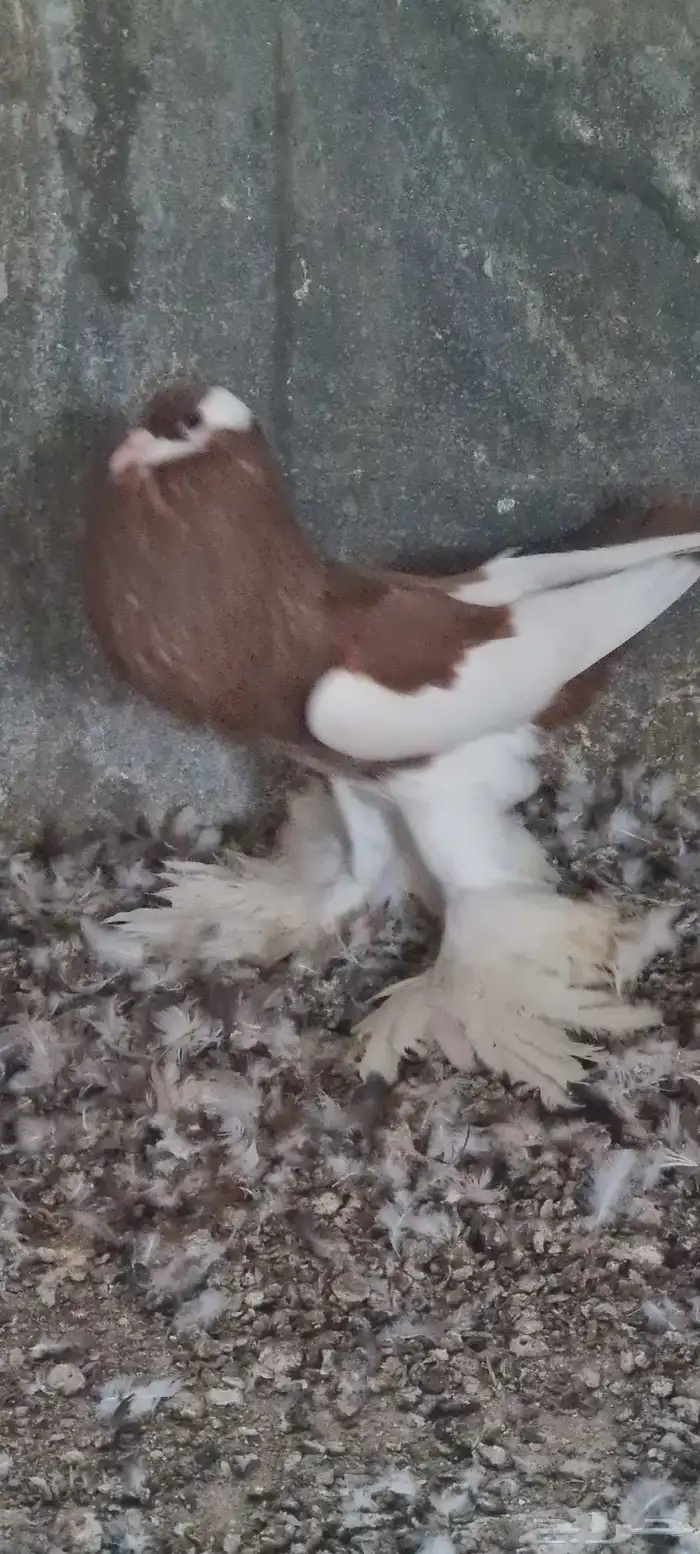 ذكر نفاخ مسوبع 4