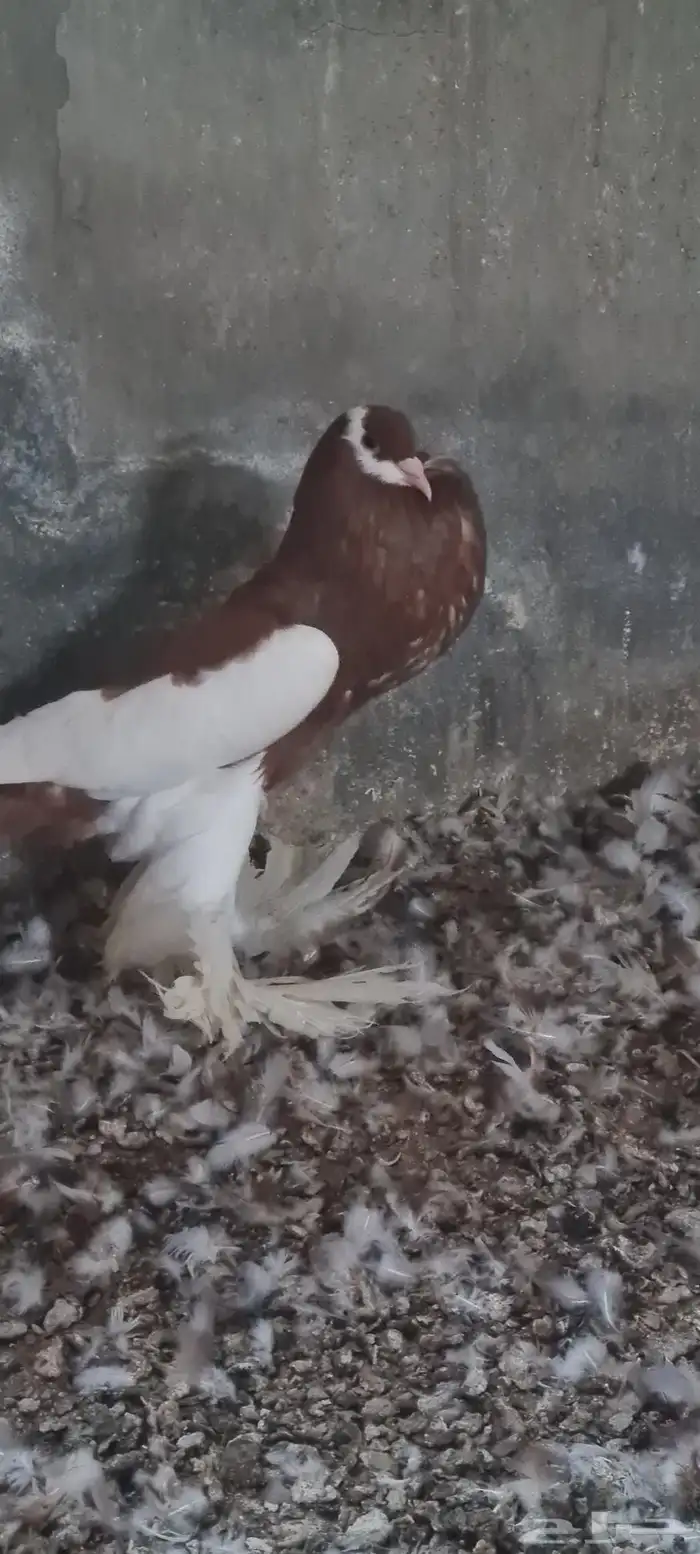 ذكر نفاخ مسوبع 0