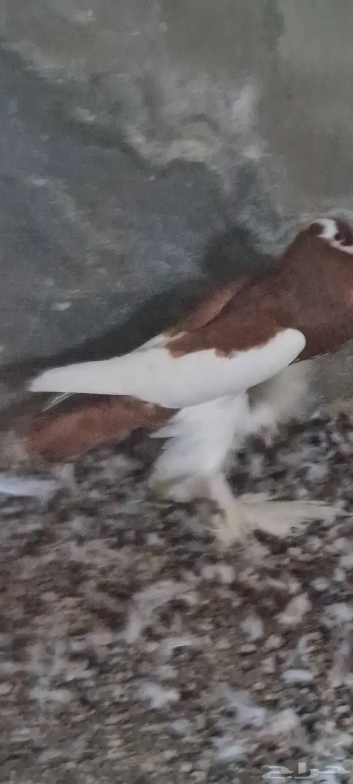 ذكر نفاخ مسوبع 1