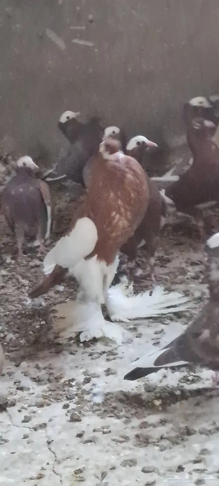 ذكر نفاخ مسوبع 7