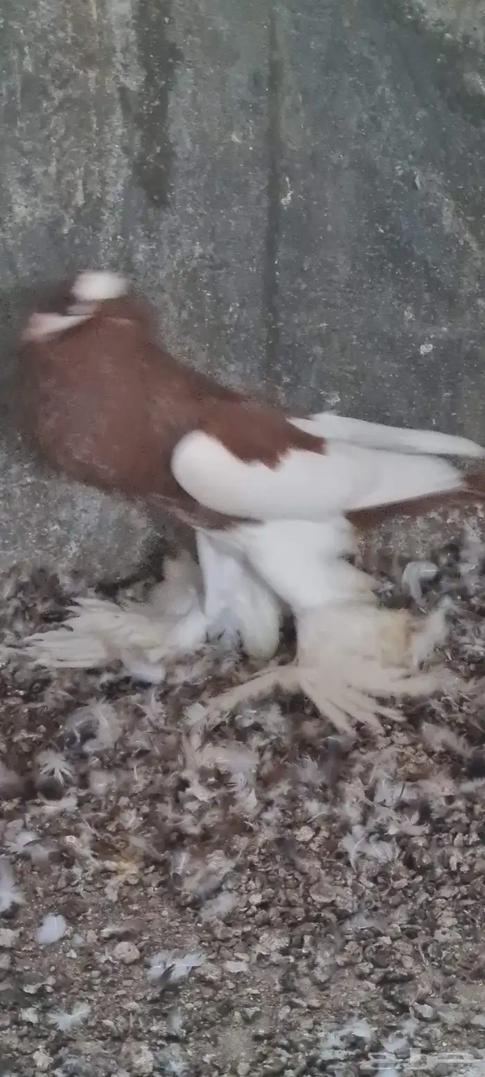 ذكر نفاخ مسوبع 3