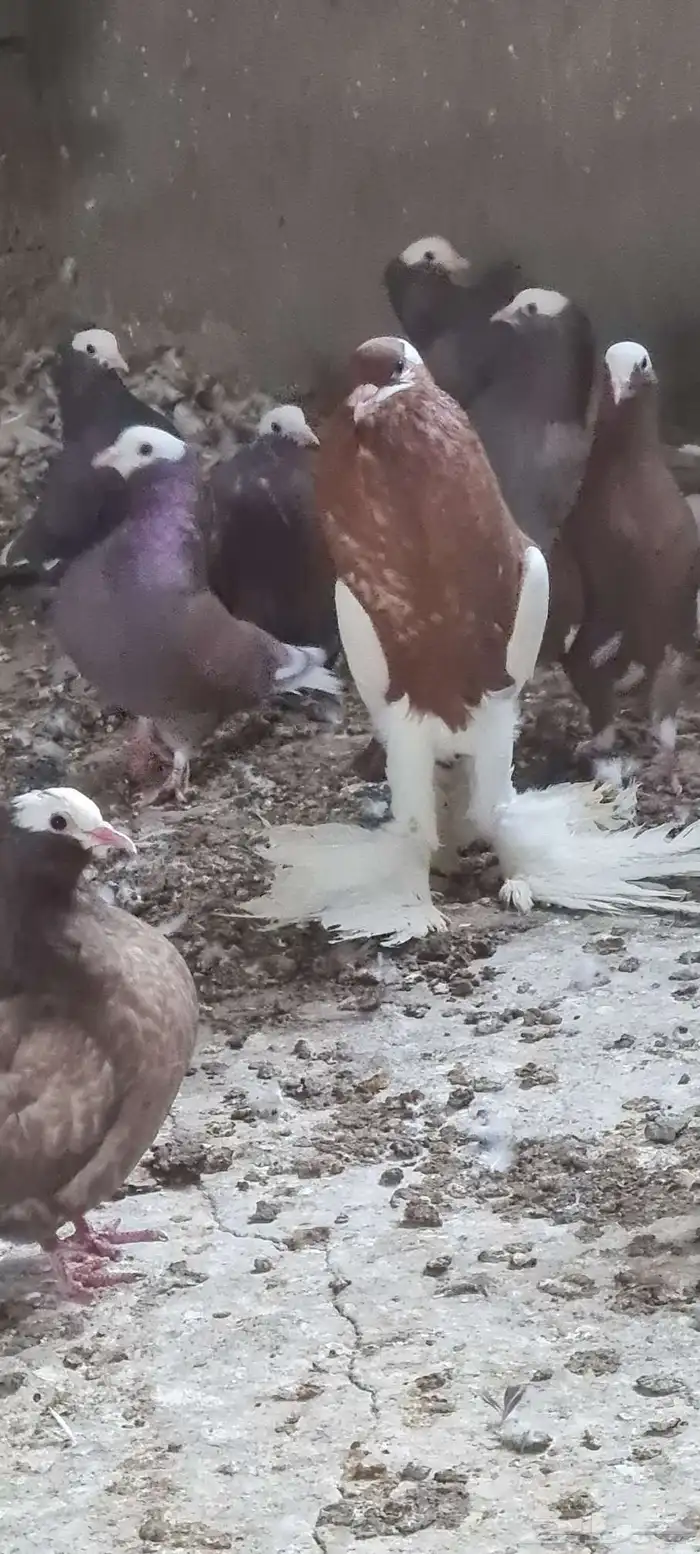 ذكر نفاخ مسوبع 6